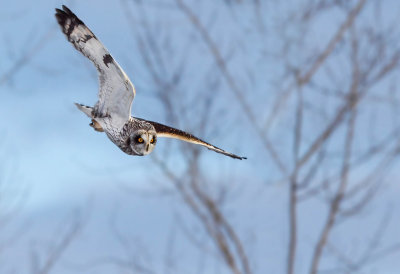 Hibou des marais (Short-eared Owl)