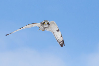 Hibou des marais (Short-eared Owl)