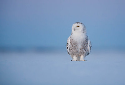 Harfang des neiges (Snowy Owl)