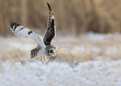 Hibou des marais (Short-eared Owl)