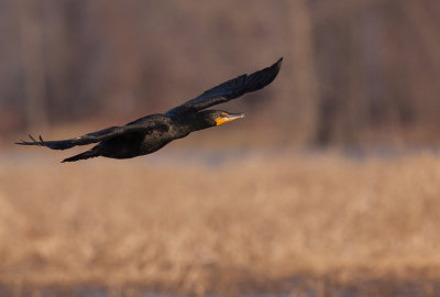 Cormoran a aigrettes (Double-crested Cormorant)