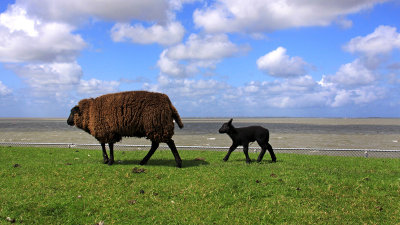 Lauwersoog - Waddendijk