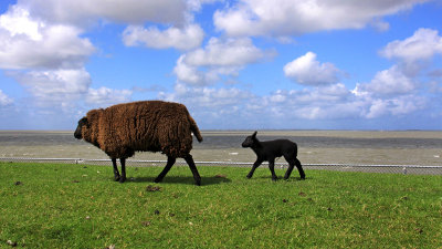 Lauwersoog - Waddendijk