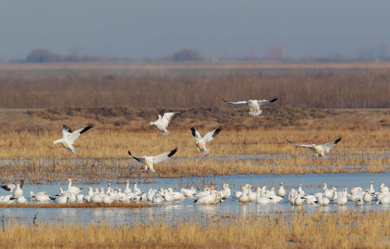 Rosss and Snow Geese