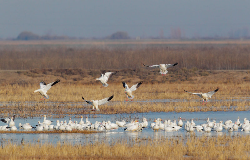 Rosss and Snow Geese, full-size picture