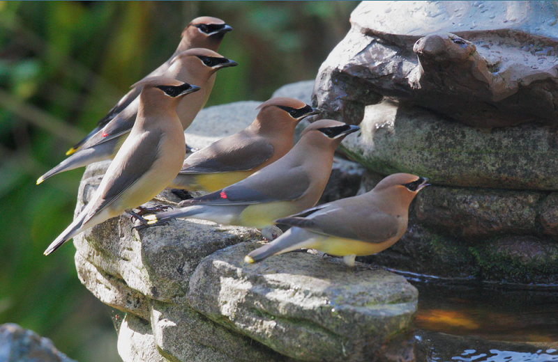 Cedar Waxwings*