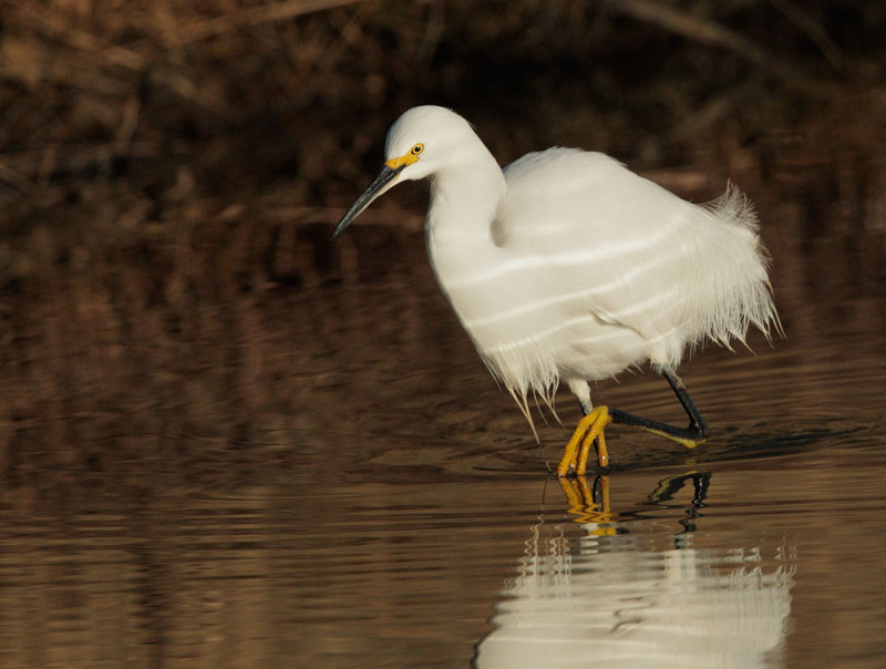 Snowy Egret, foraging