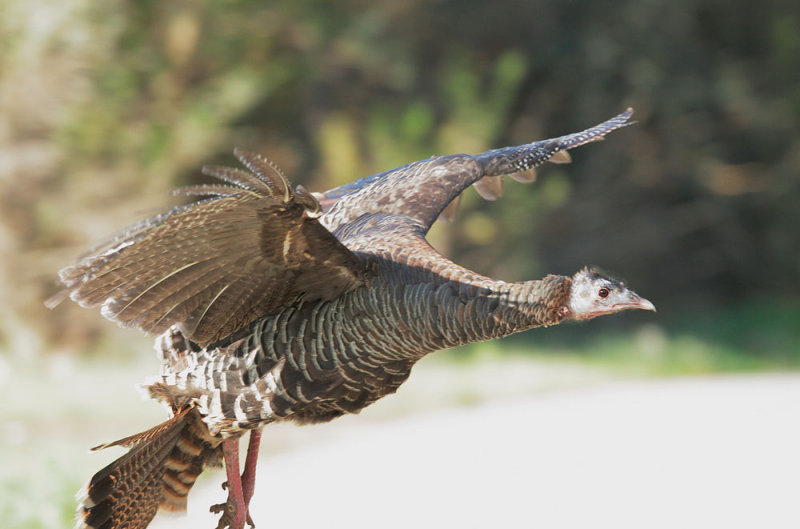 Wild Turkey, female flying