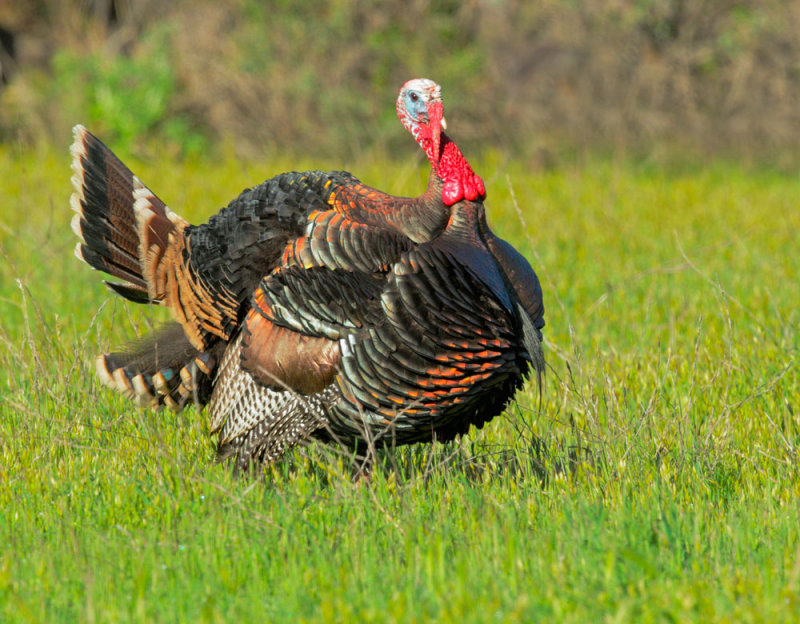 Wild Turkey, male displaying