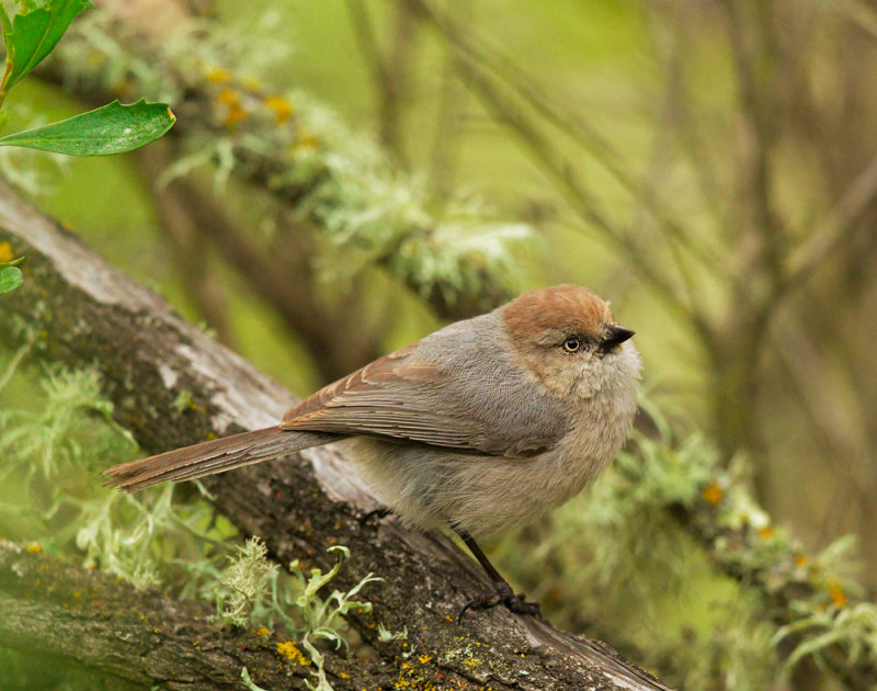 Bushtit, female