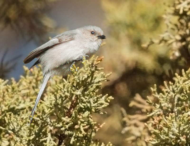 Bushtit, Interior male