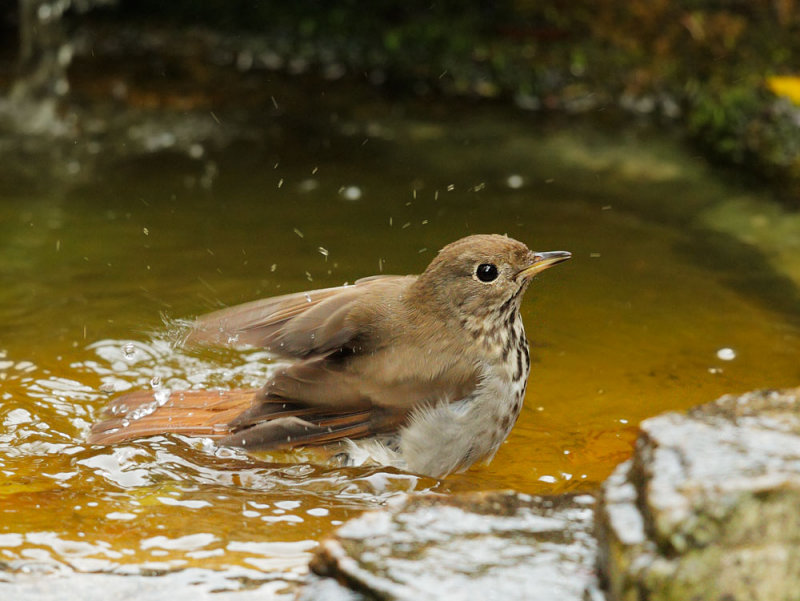 Hermit Thrush