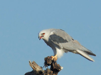 White-tailed Kite, feeding