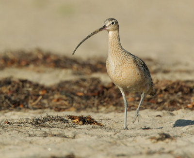 Long-billed Curlew