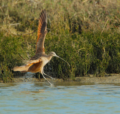 Long-billed Curlew, landing