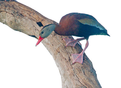 Black-bellied Whistling-Duck