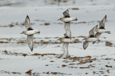 Black-bellied Plovers, flying, non-breeding plumage