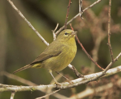 Orange-crowned Warbler