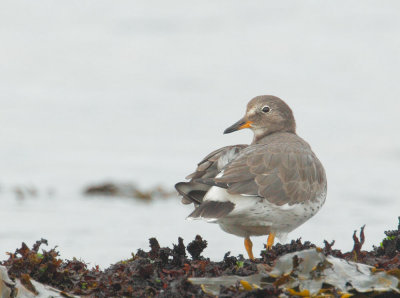 Surfbird