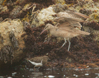 Whimbrel, with Black Turnstone