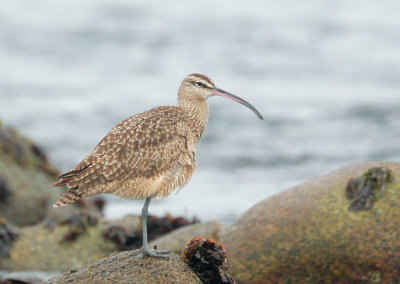 Whimbrel