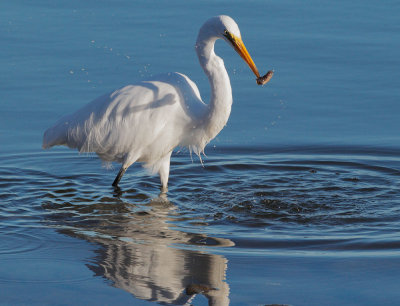 Great Egret, with prey