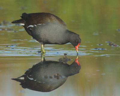 Common Gallinule