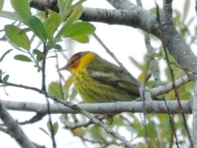 Cape May Warbler,  male