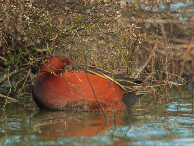 Cinnamon Teal, male