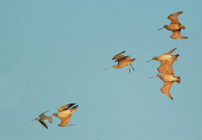 Marbled Godwits and Dowitcher, flying