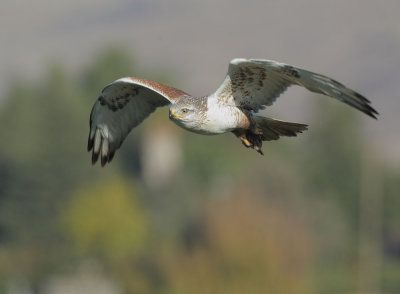 Ferruginous Hawk, carrying prey