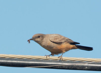 Say's Phoebe, with caterpillar