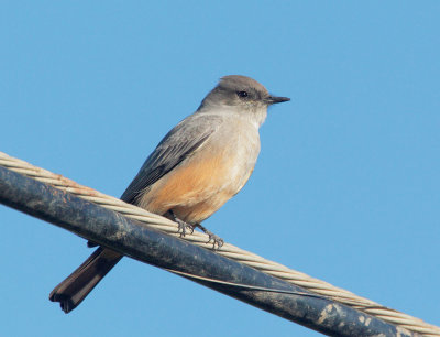 Say's Phoebe