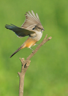 Say's Phoebe