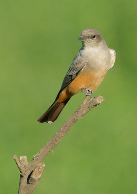 Say's Phoebe