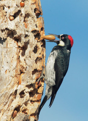 Acorn Woodpecker, female, inserting acorn