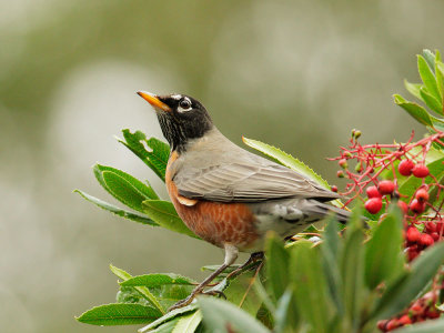 American Robin