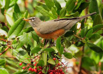 American Robin