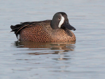 Blue-winged Teal, male