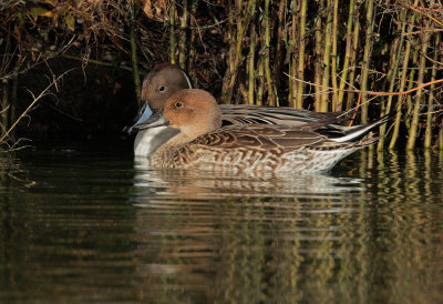 Northern Pintails, pair