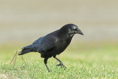 American Crow