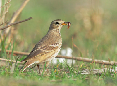 American Pipit, with earwig