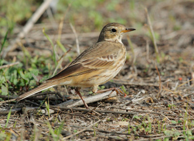 American Pipit