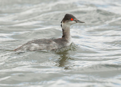Eared Grebe