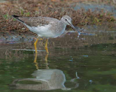 Greater Yellowlegs, with fish