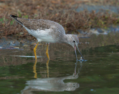 Greater Yellowlegs, with fish