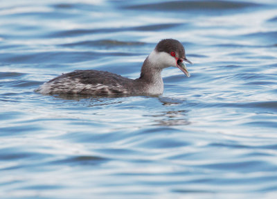 Horned Grebe, with fish