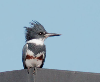 Belted Kingfisher, female