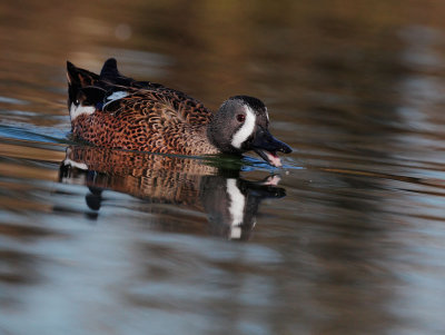 Blue-winged Teal, male