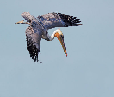 Brown Pelican, diving